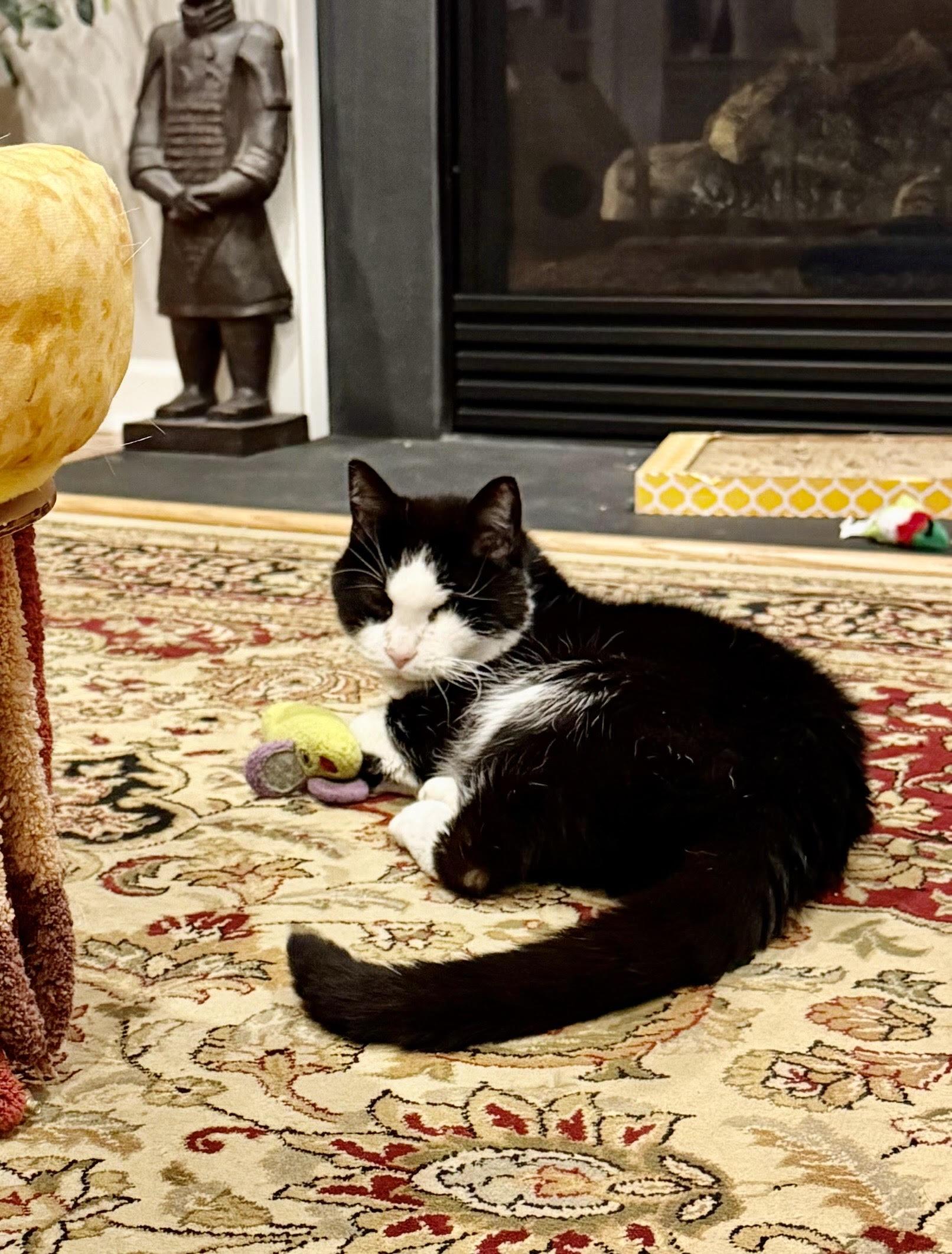 Ivy (F), Adoptable, Senior Female Domestic Short Hair.