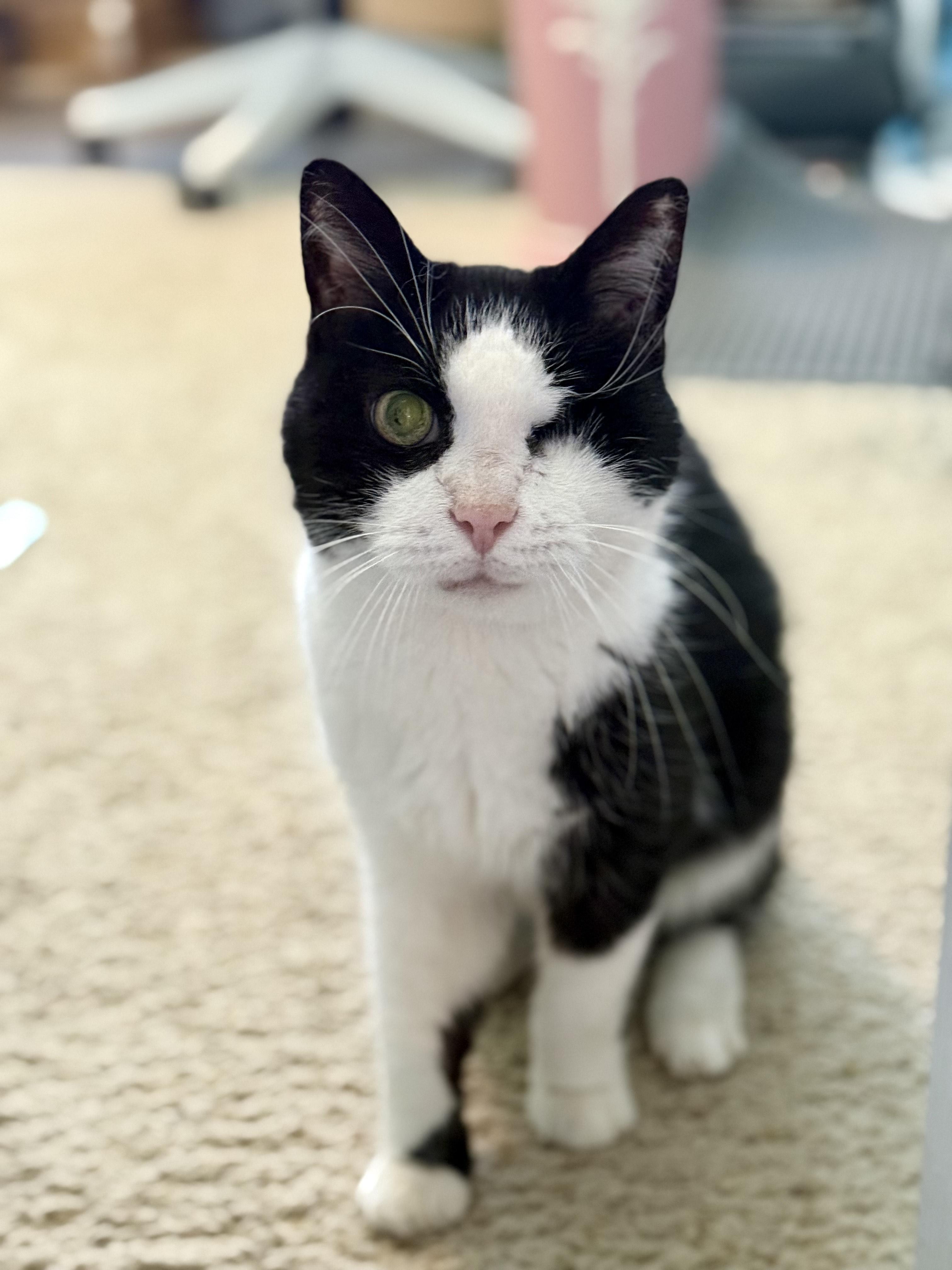 Ivy (F), Adoptable, Senior Female Domestic Short Hair.
