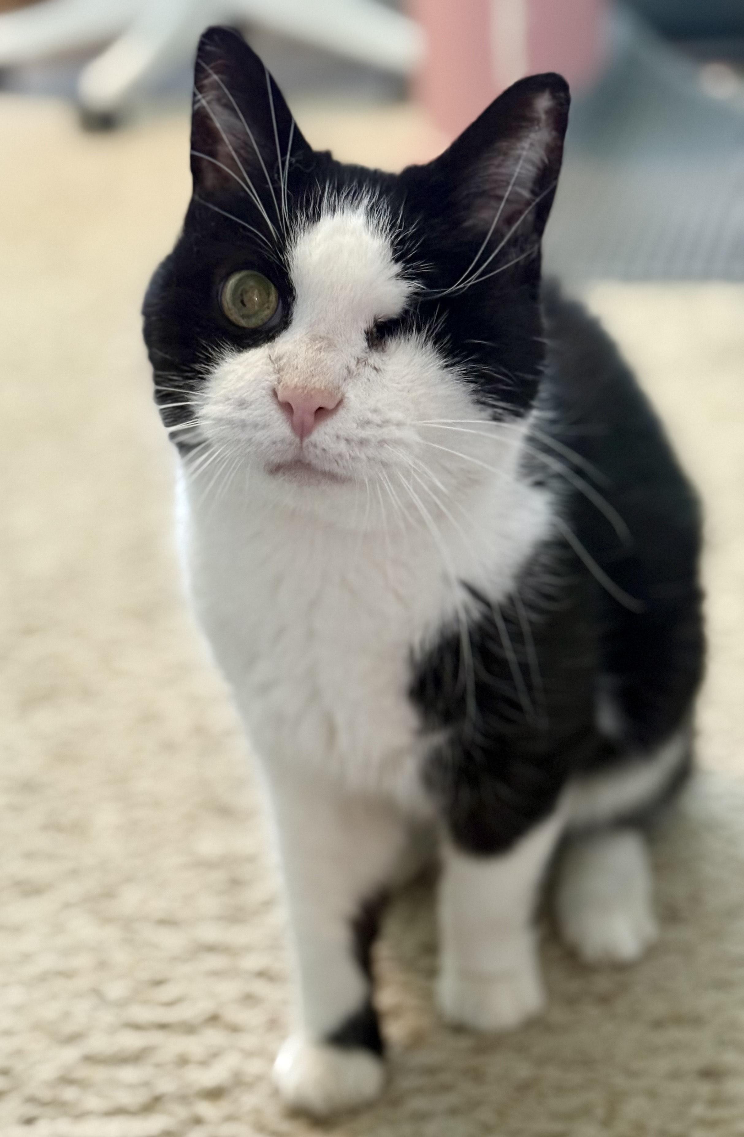 Ivy (F), a Adoptable Domestic Short Hair in Fairfax, VA image 3/6