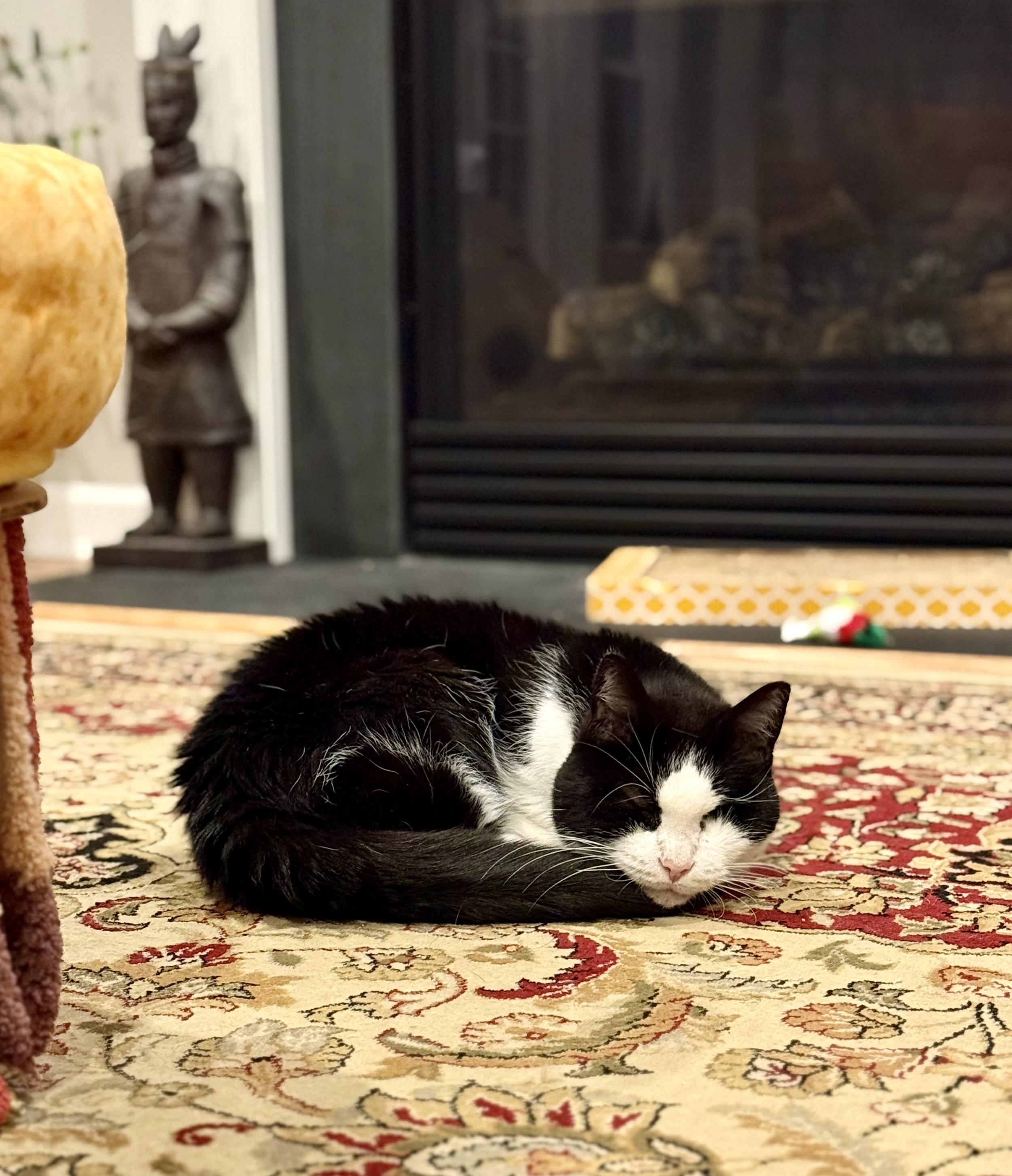 Ivy (F), a Adoptable Domestic Short Hair in Fairfax, VA image 4/6