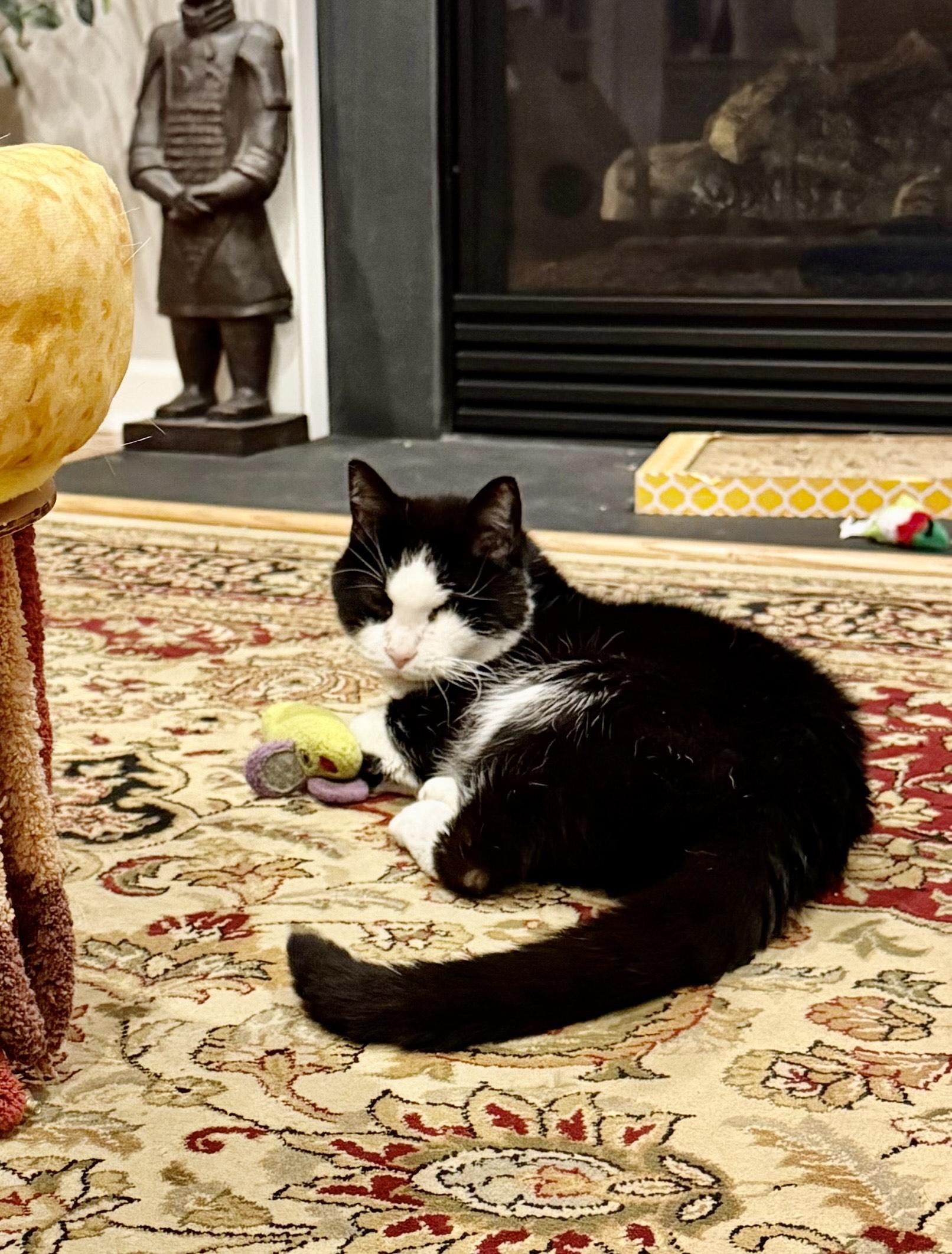 Ivy (F), a Adoptable Domestic Short Hair in Fairfax, VA image 5/6