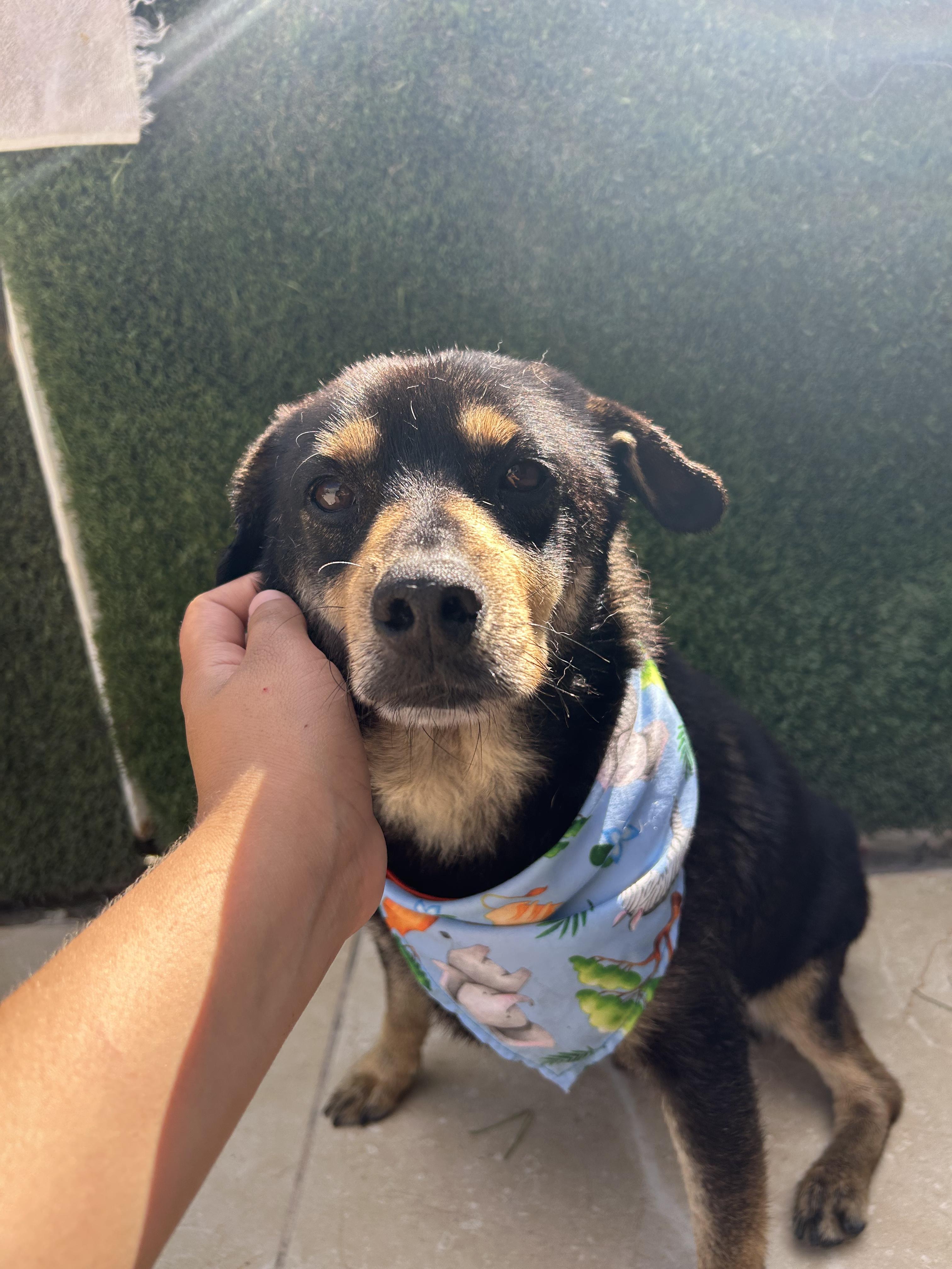 Enlarge Chiquilin , an adopted mixed breed in Tijuana, BCN image 2/5