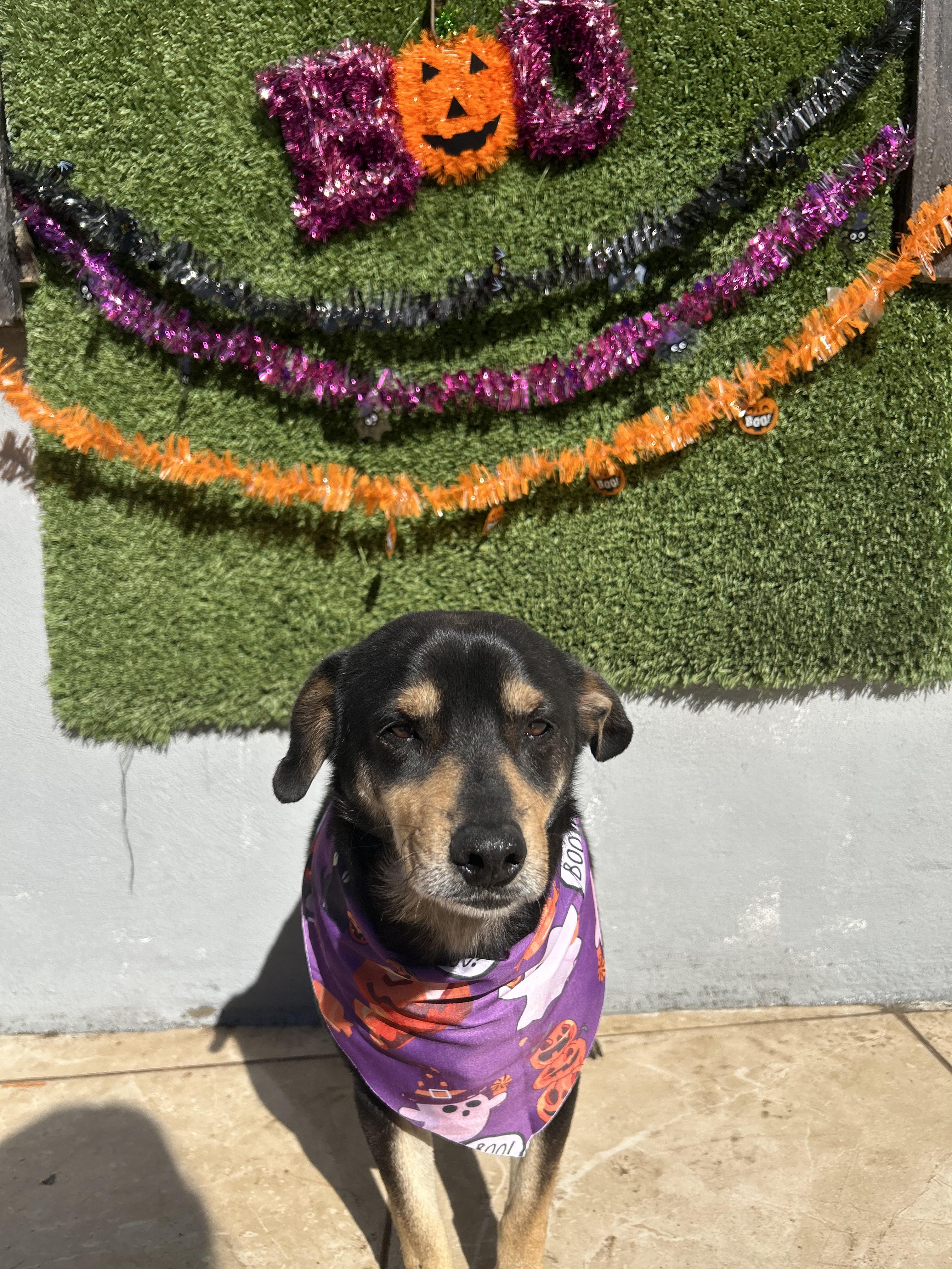 Enlarge Chiquilin , an adopted mixed breed in Tijuana, BCN image 3/5