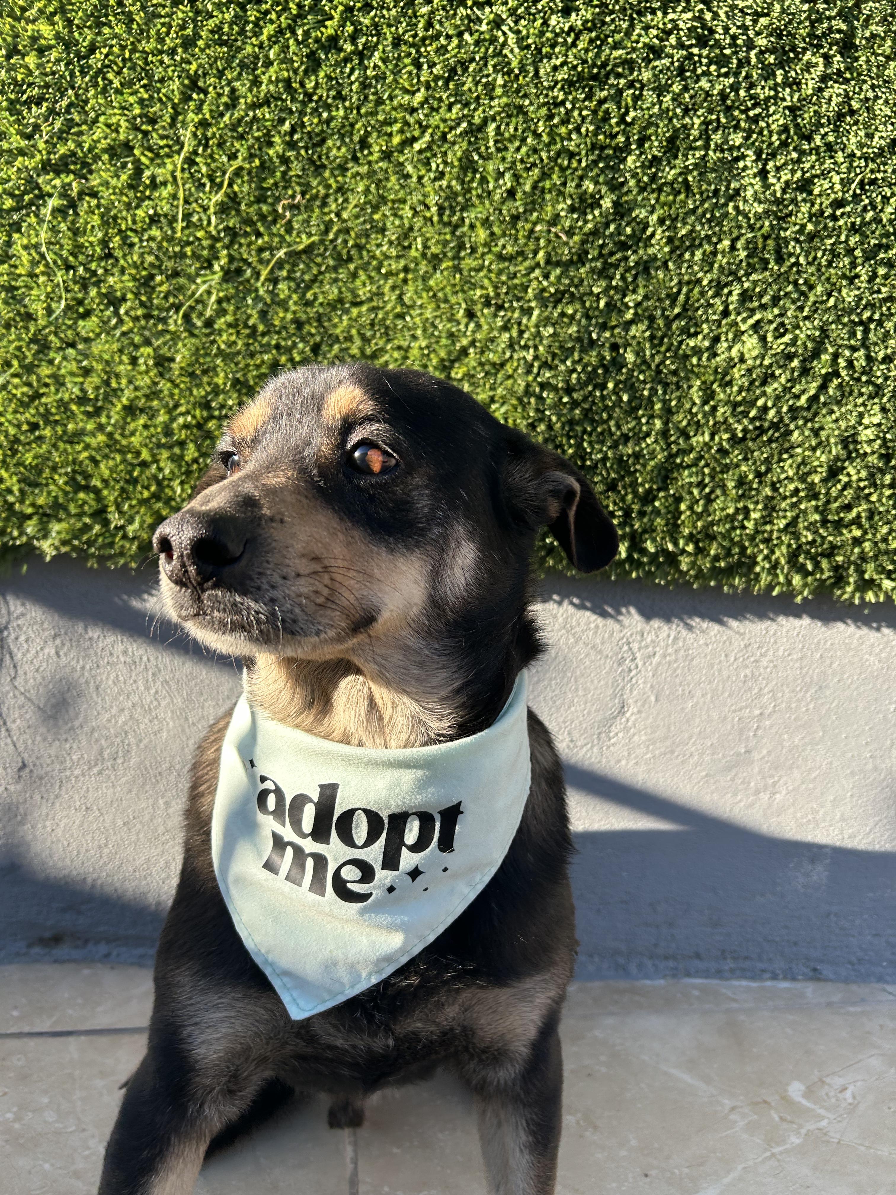 Enlarge Chiquilin , an adopted mixed breed in Tijuana, BCN image 5/5