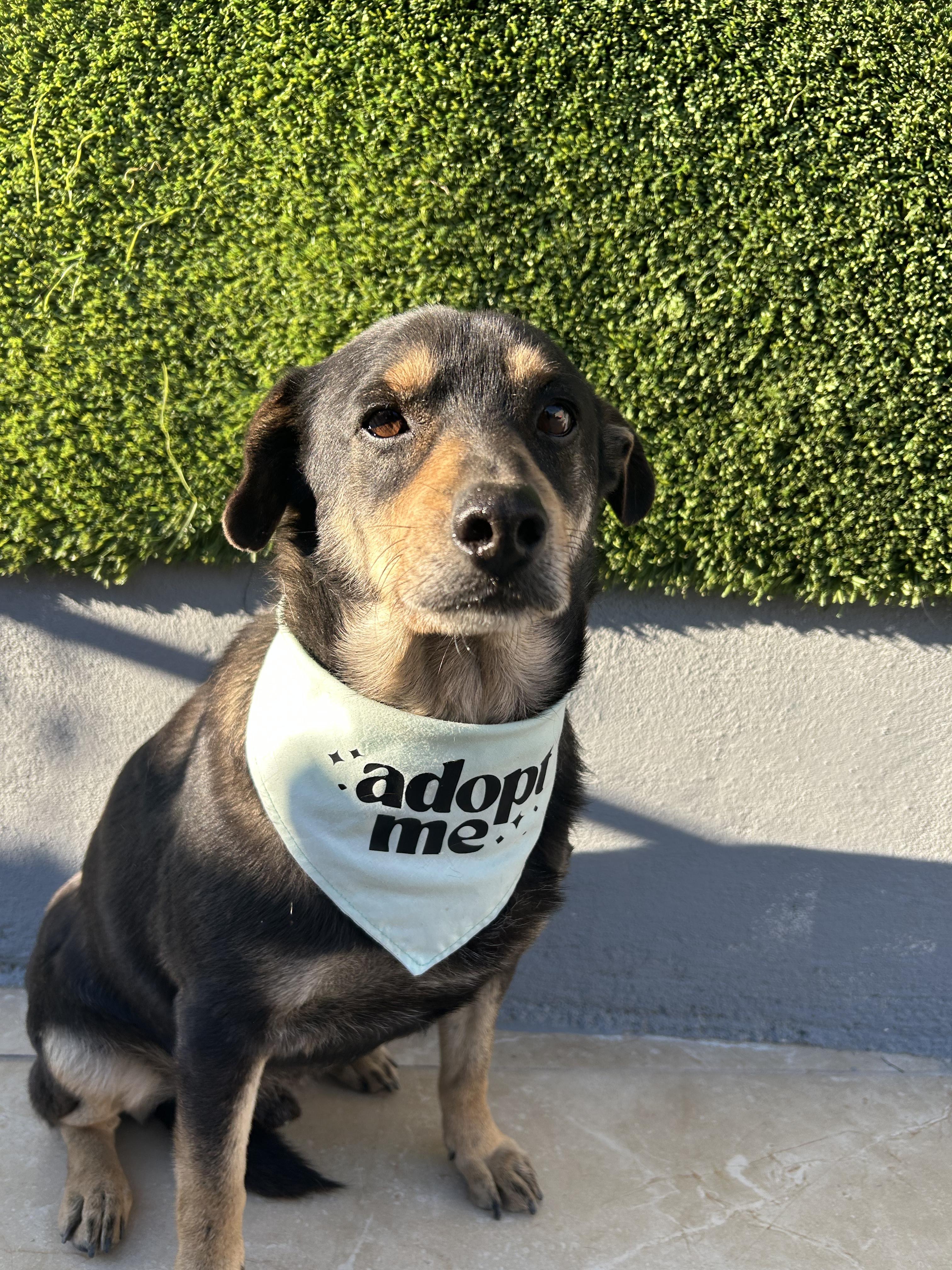 Chiquilin , adopted, Adult Male Bluetick Coonhound & Chihuahua.