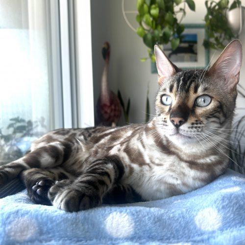 Enlarge Lewis, a Adoptable Bengal in Toronto, ON image 1/6