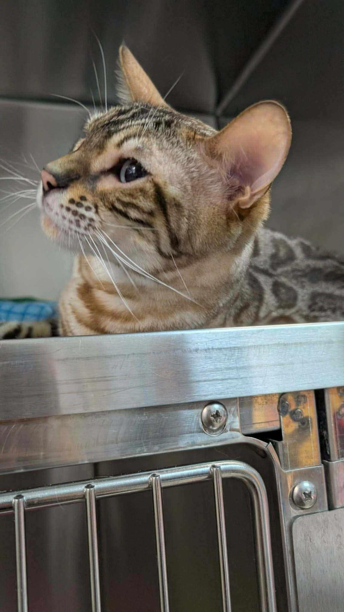 Enlarge Lewis, a Adoptable Bengal in Toronto, ON image 2/6