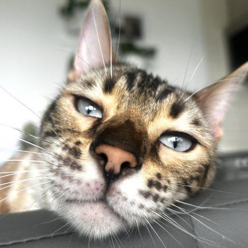 Enlarge Lewis, a Adoptable Bengal in Toronto, ON image 3/6