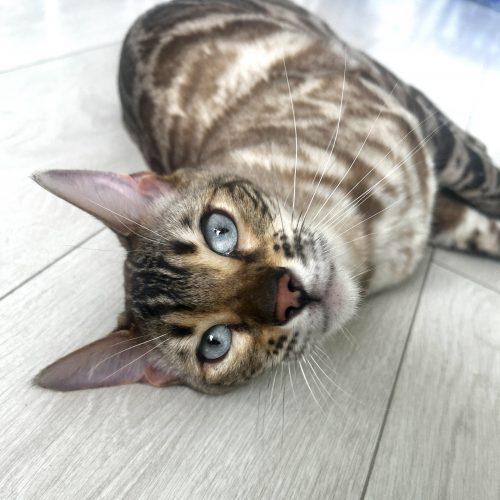 Enlarge Lewis, a Adoptable Bengal in Toronto, ON image 4/6