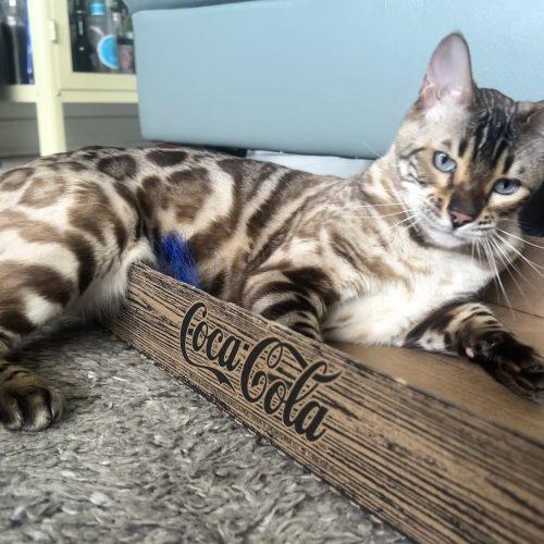 Enlarge Lewis, a Adoptable Bengal in Toronto, ON image 5/6