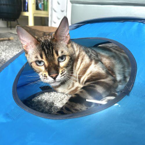 Enlarge Lewis, a Adoptable Bengal in Toronto, ON image 6/6