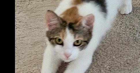 Enlarge Cali, a Adoptable Domestic Short Hair in Safety Harbor, FL image 1/3