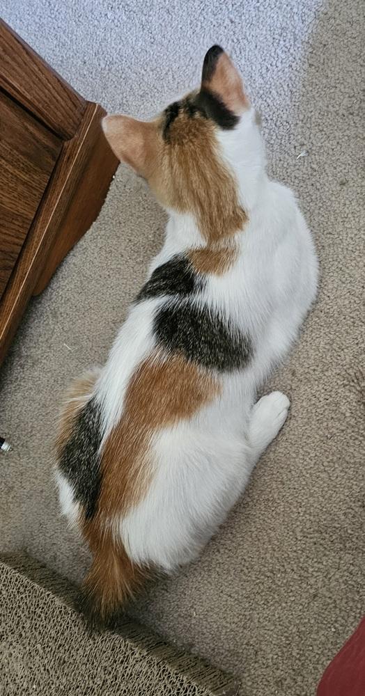 Enlarge Cali, a Adoptable Domestic Short Hair in Safety Harbor, FL image 3/3