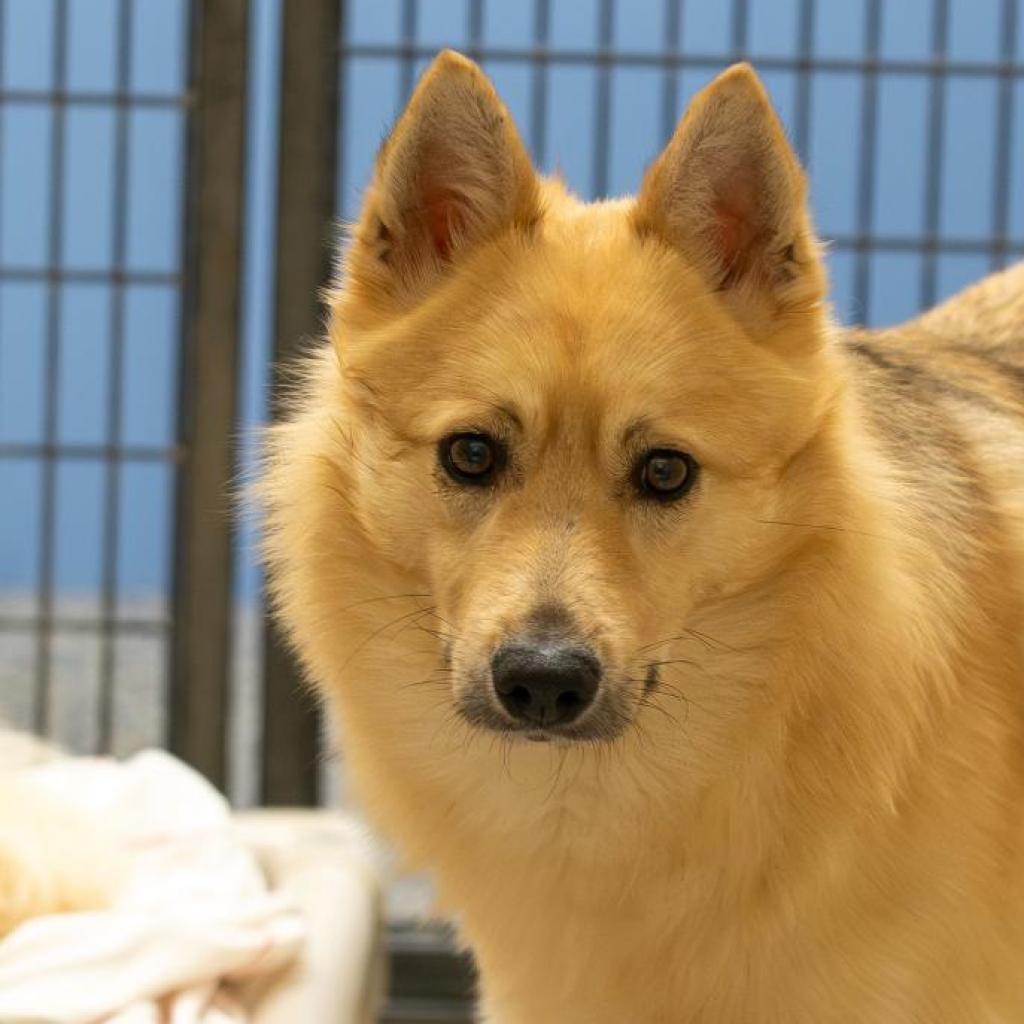 Max, Adoptable, Adult Male Mixed Breed.