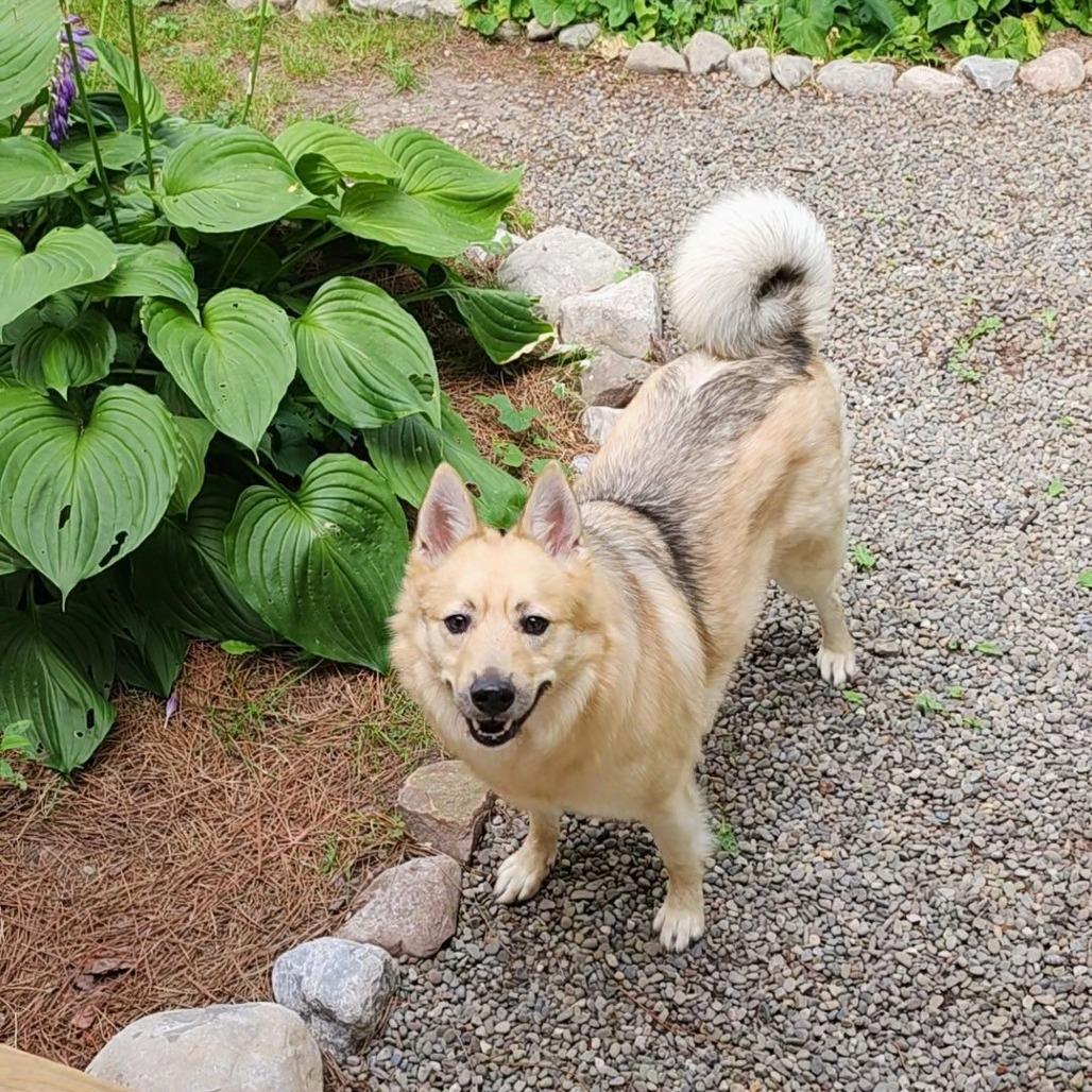 Enlarge Max, a Adoptable Mixed Breed in Fairport, NY image 2/6