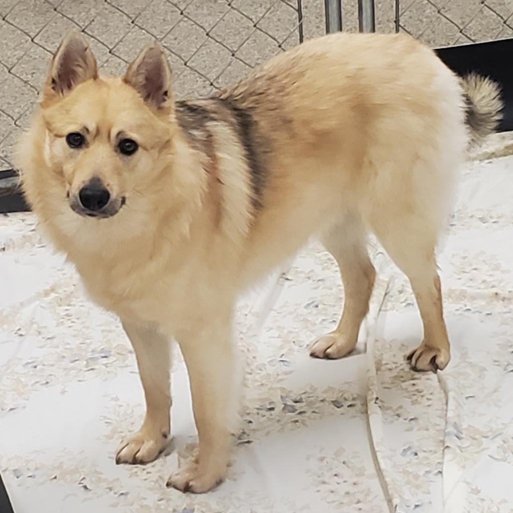 Enlarge Max, a Adoptable Mixed Breed in Fairport, NY image 3/6