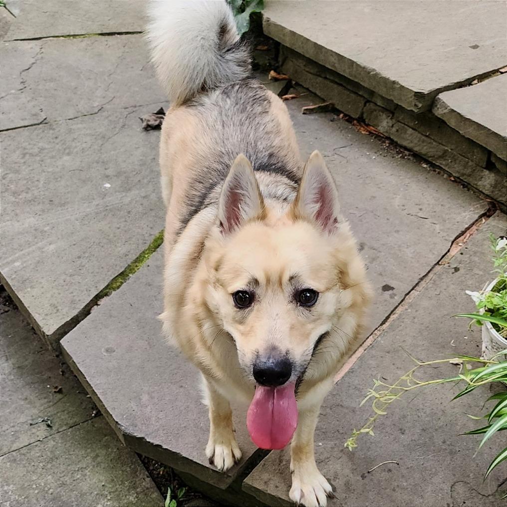 Enlarge Max, a Adoptable Mixed Breed in Fairport, NY image 4/6