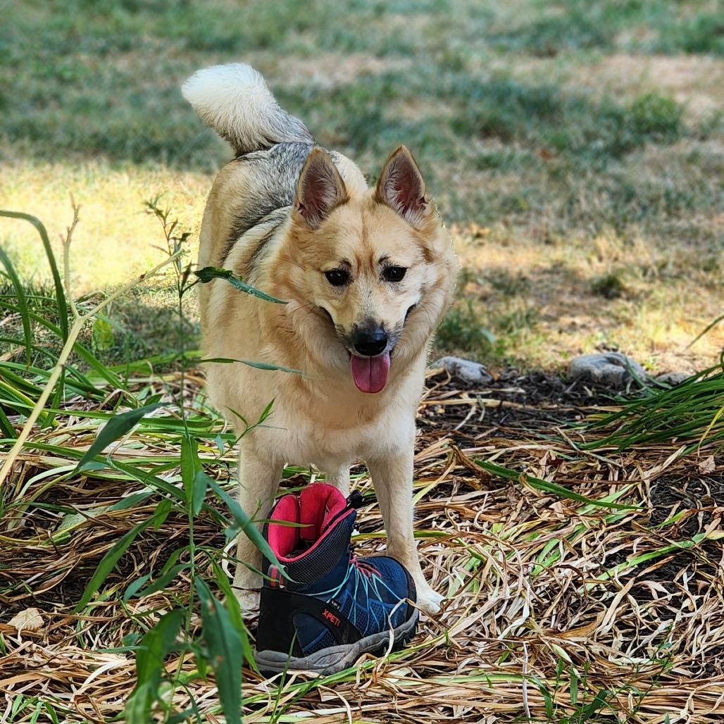 Enlarge Max, a Adoptable Mixed Breed in Fairport, NY image 5/6