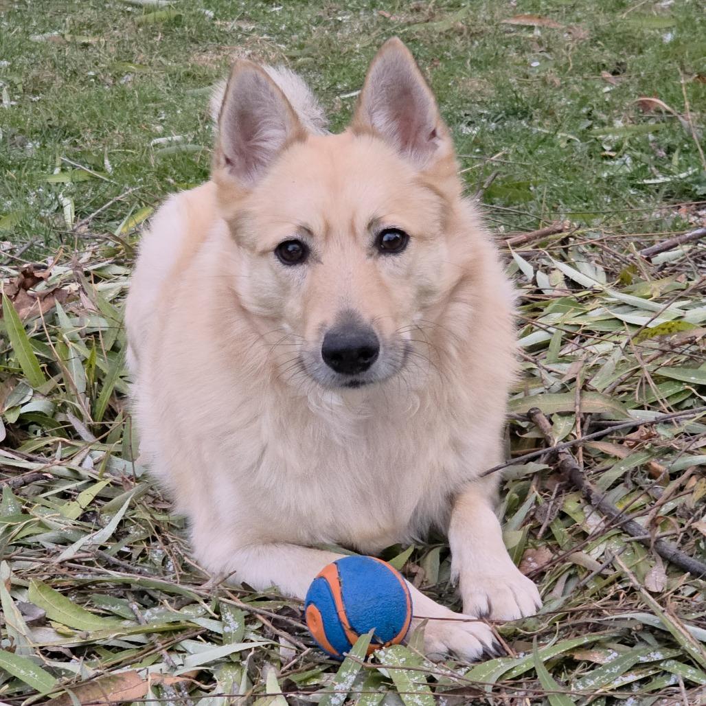 Enlarge Max, a Adoptable Mixed Breed in Fairport, NY image 5/6