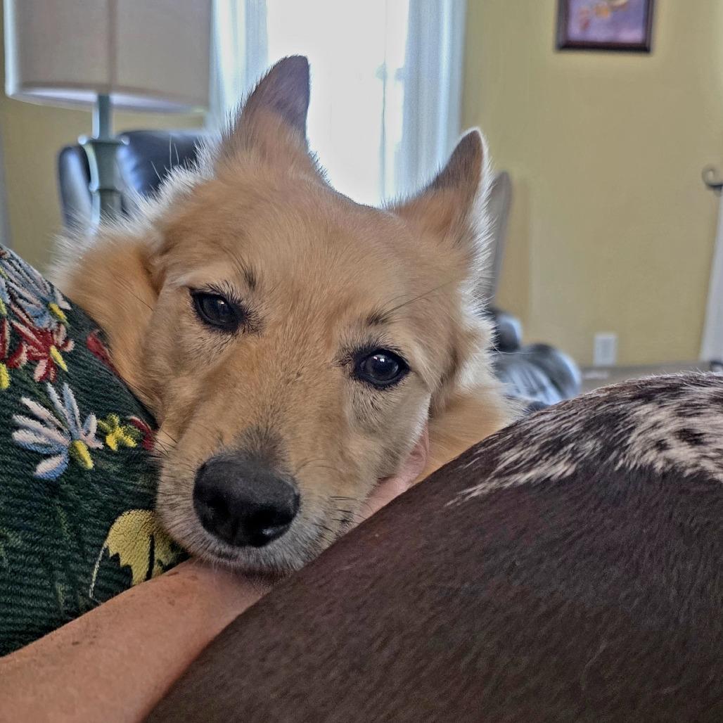 Enlarge Max, a Adoptable Mixed Breed in Fairport, NY image 5/6