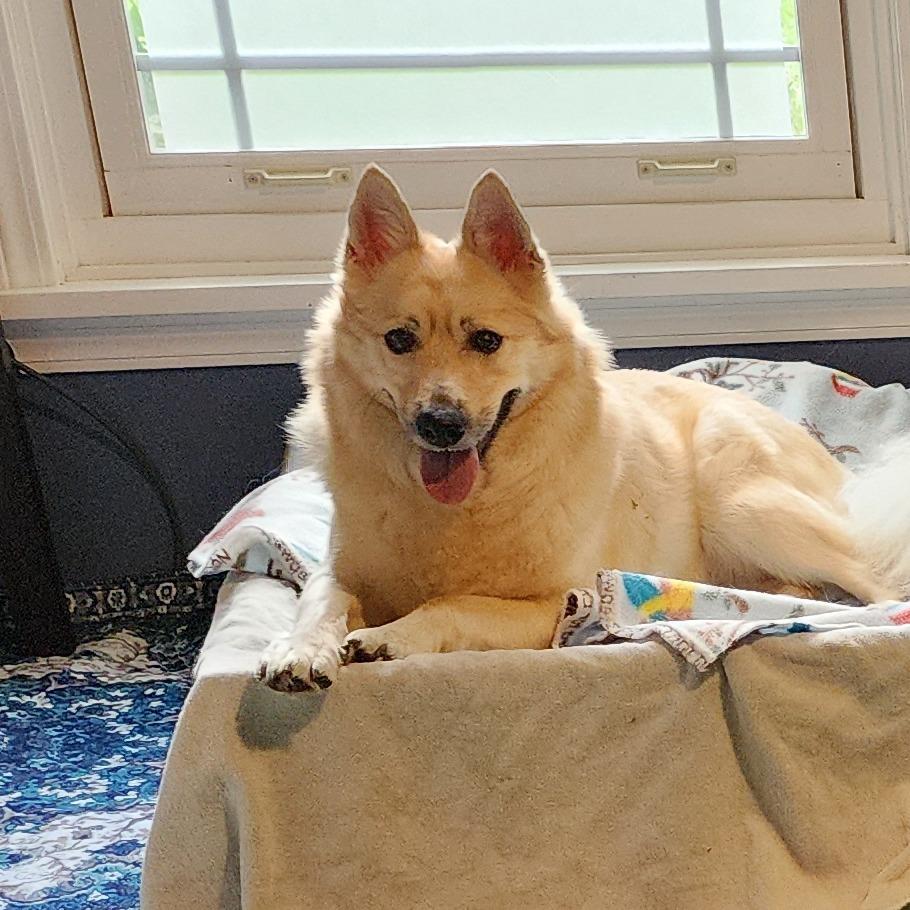 Enlarge Max, a Adoptable Mixed Breed in Fairport, NY image 6/6