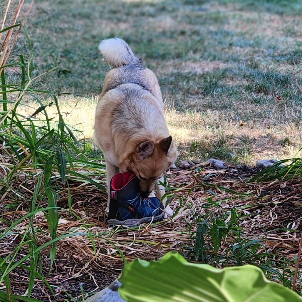 Enlarge Max, a Adoptable Mixed Breed in Fairport, NY image 6/6