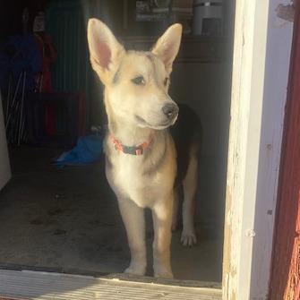 Enlarge Ben, a Adoptable German Shepherd Dog in Yucca Valley, CA image 1/1