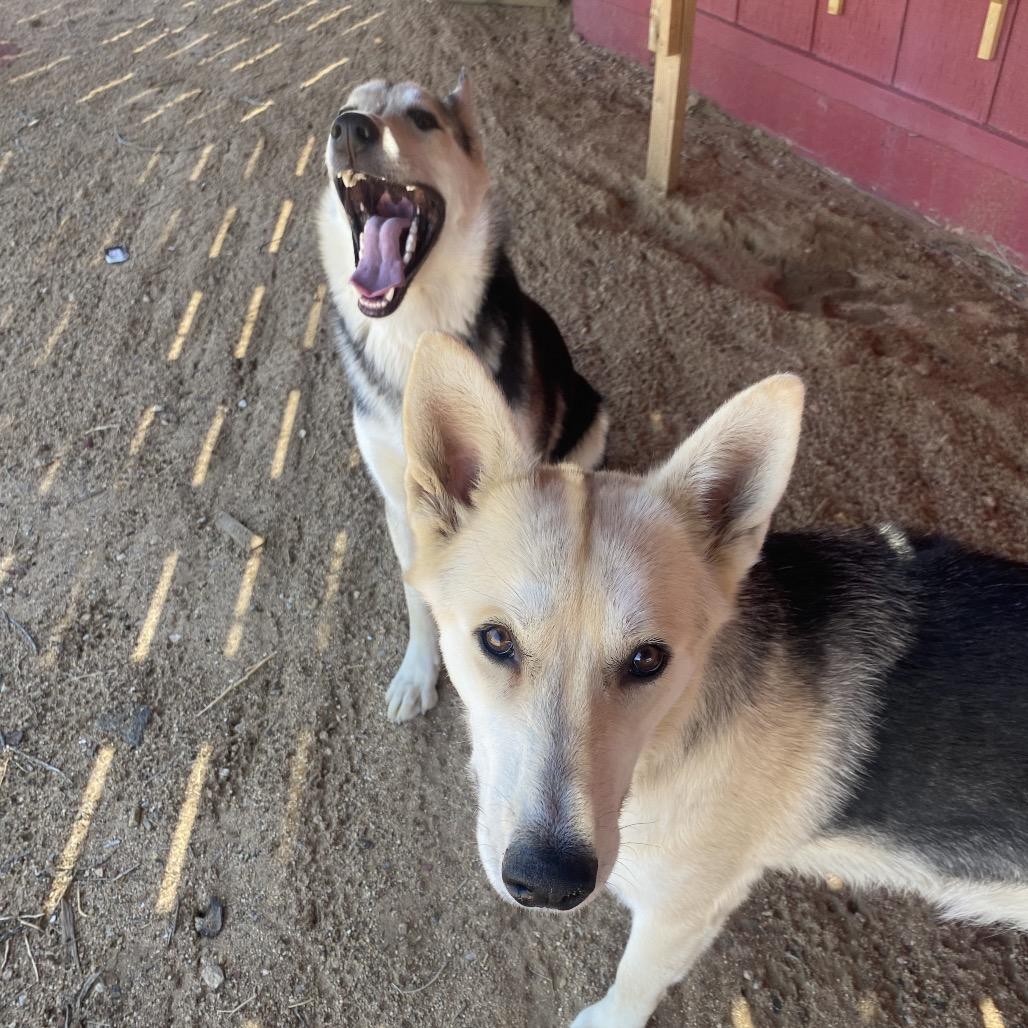 Enlarge Ben, a Adoptable German Shepherd Dog in Yucca Valley, CA image 2/3