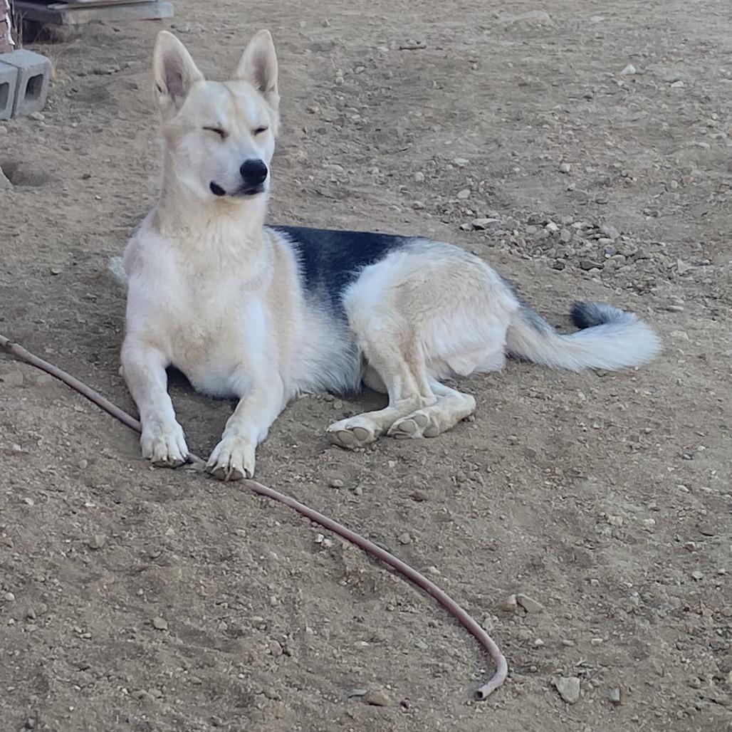 Enlarge Ben, a Adoptable German Shepherd Dog in Yucca Valley, CA image 3/3
