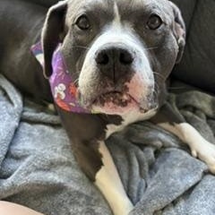 Enlarge Emilia, a Adoptable mixed breed in Anchorage, AK image 3/6