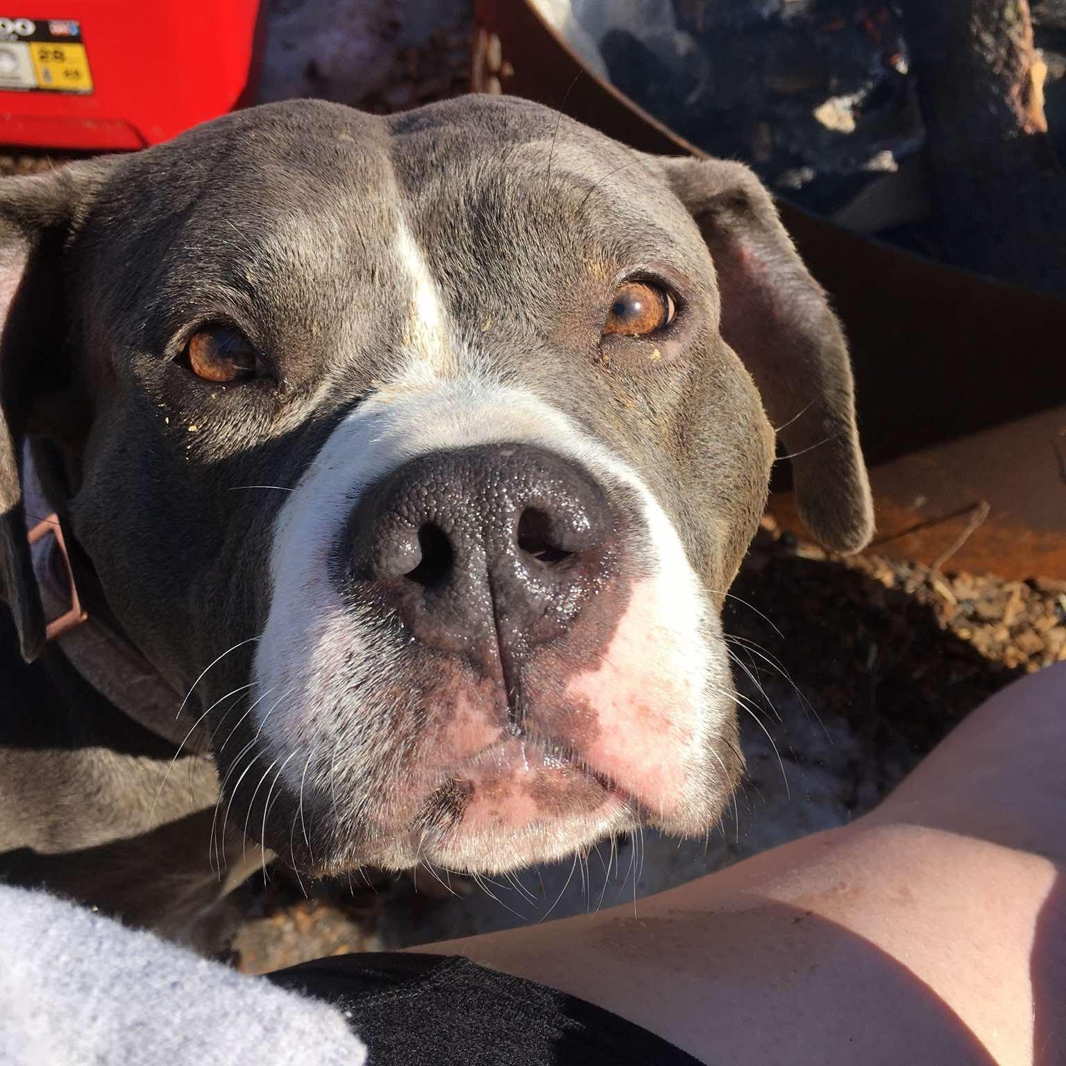 Enlarge Emilia, a Adoptable mixed breed in Anchorage, AK image 5/6