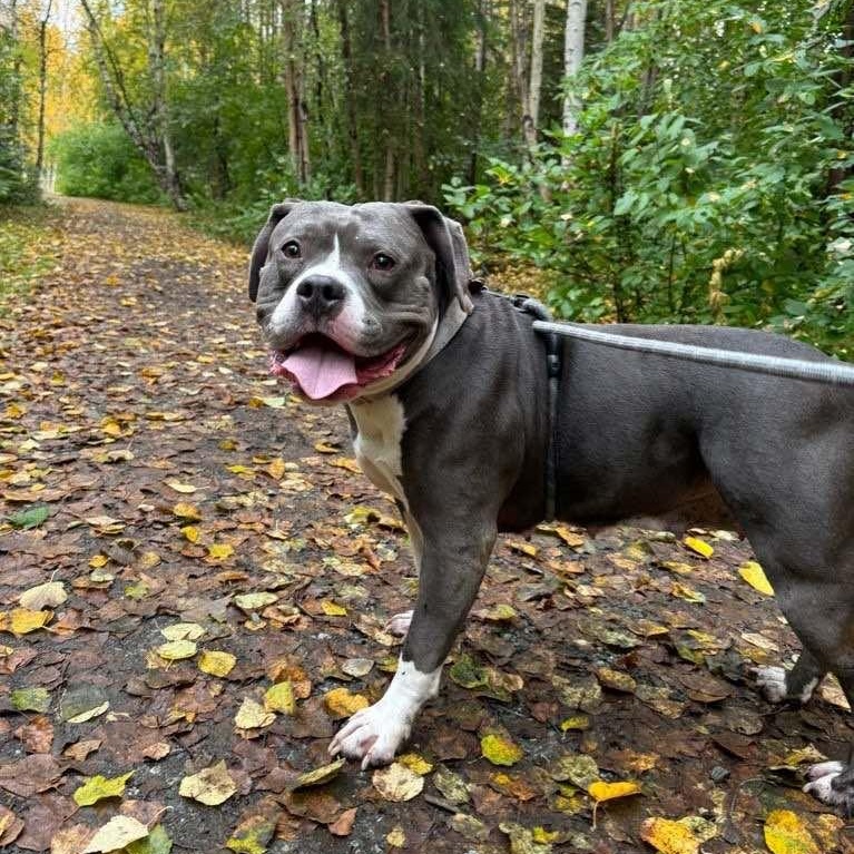Enlarge Emilia, a Adoptable mixed breed in Anchorage, AK image 6/6