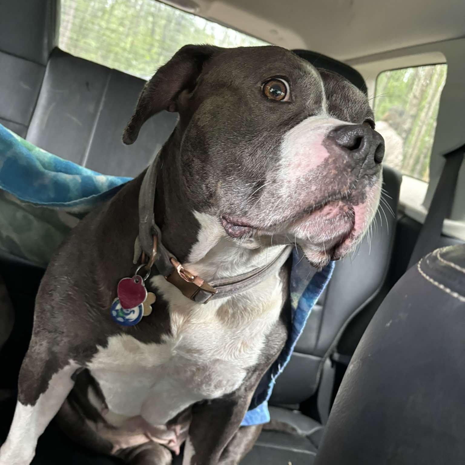 Enlarge Emilia, a Adoptable mixed breed in Anchorage, AK image 2/6