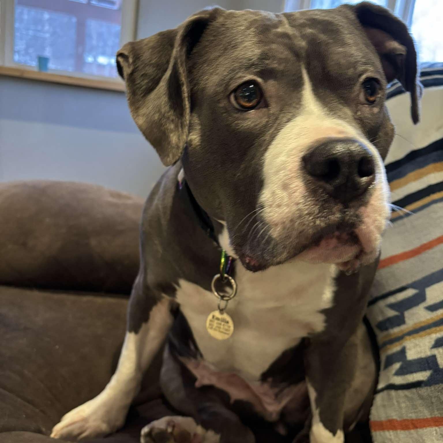 Enlarge Emilia, a Adoptable mixed breed in Anchorage, AK image 4/6