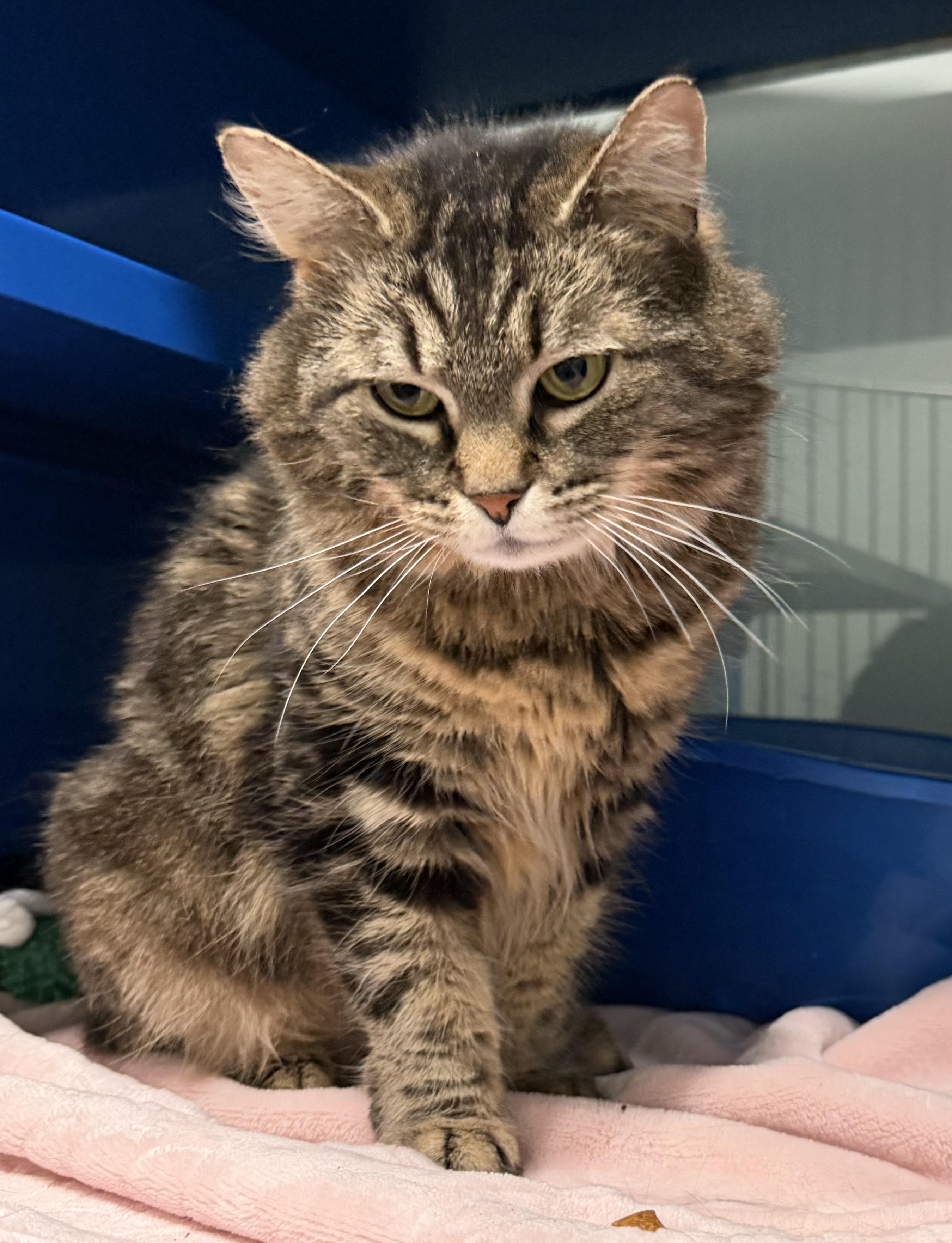 Millie, an adopted Domestic Medium Hair in Sault Sainte Marie, MI image 3/5