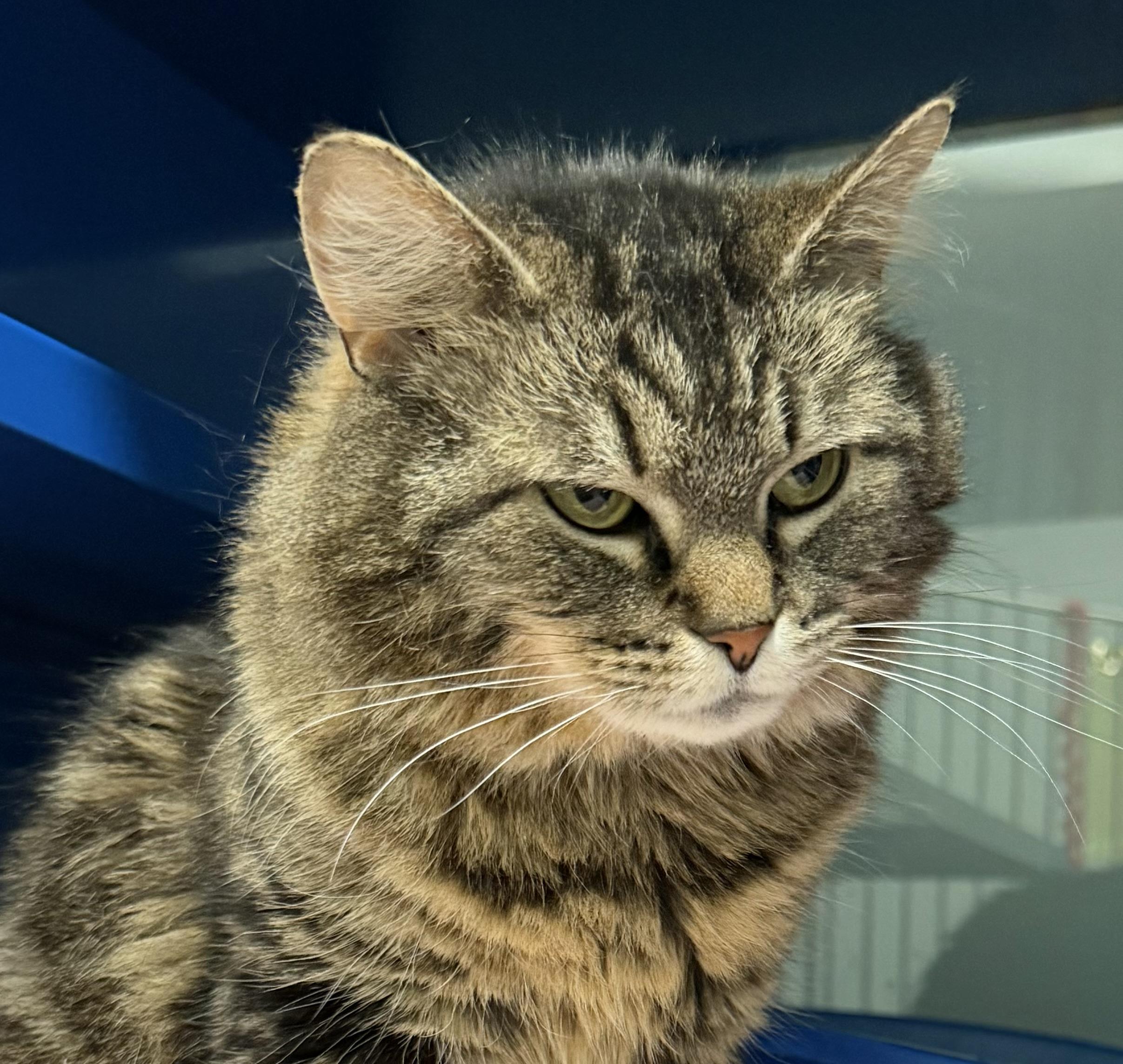 Millie, adopted, Young Female Domestic Medium Hair.