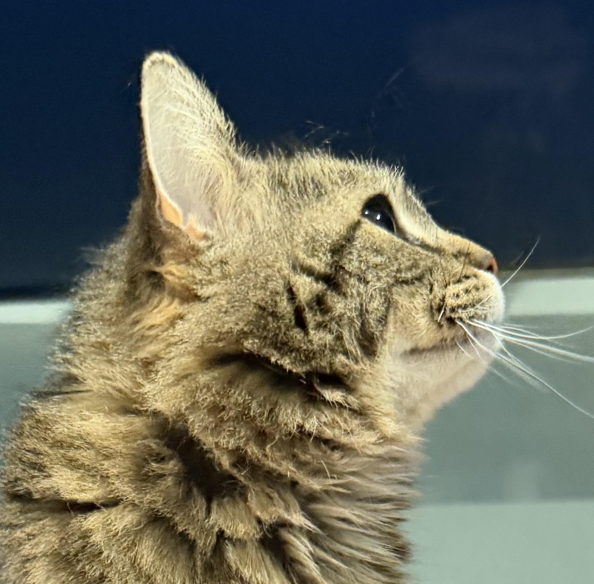 Millie, an adopted Domestic Medium Hair in Sault Sainte Marie, MI image 5/5