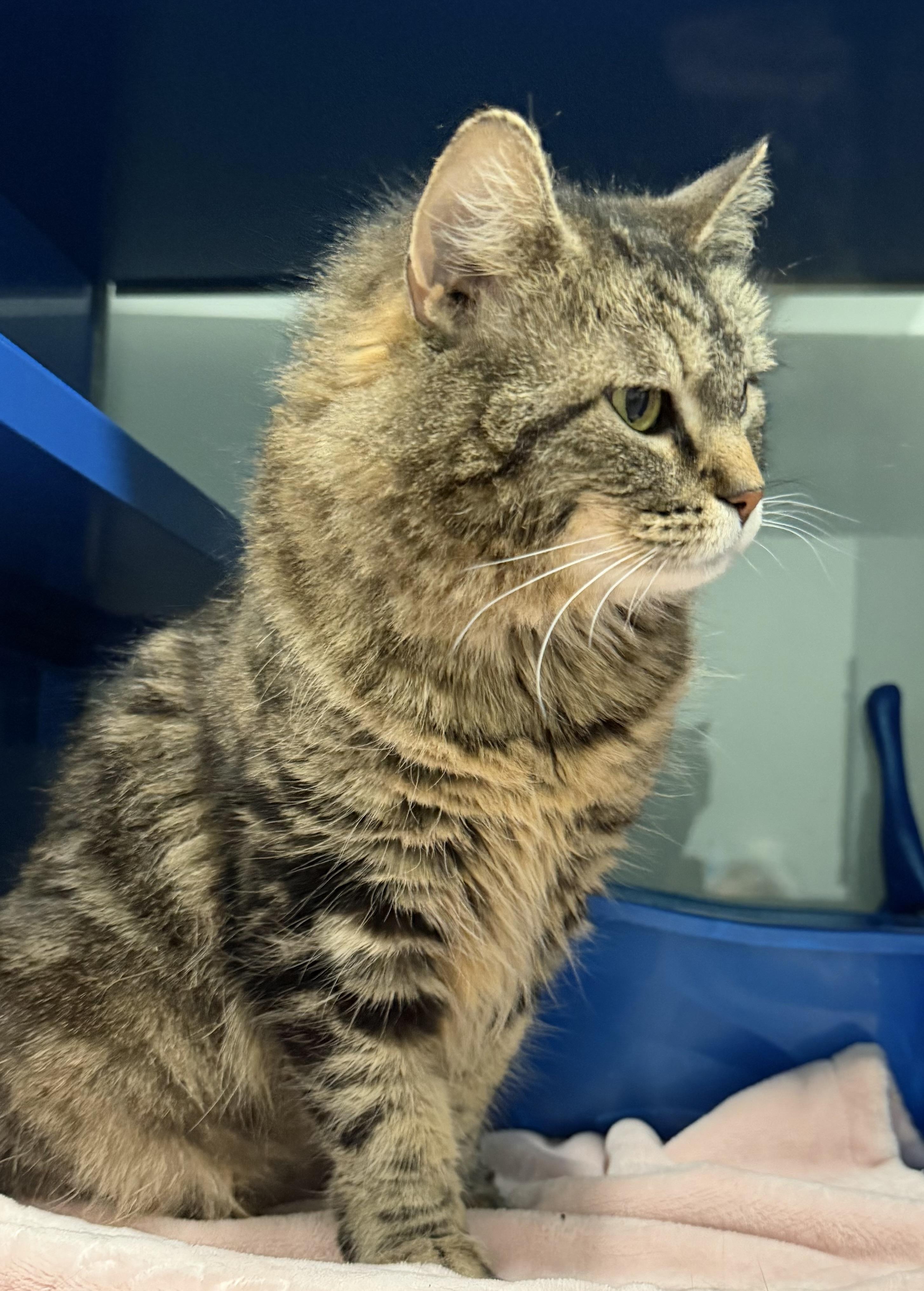 Millie, an adopted Domestic Medium Hair in Sault Sainte Marie, MI image 2/5