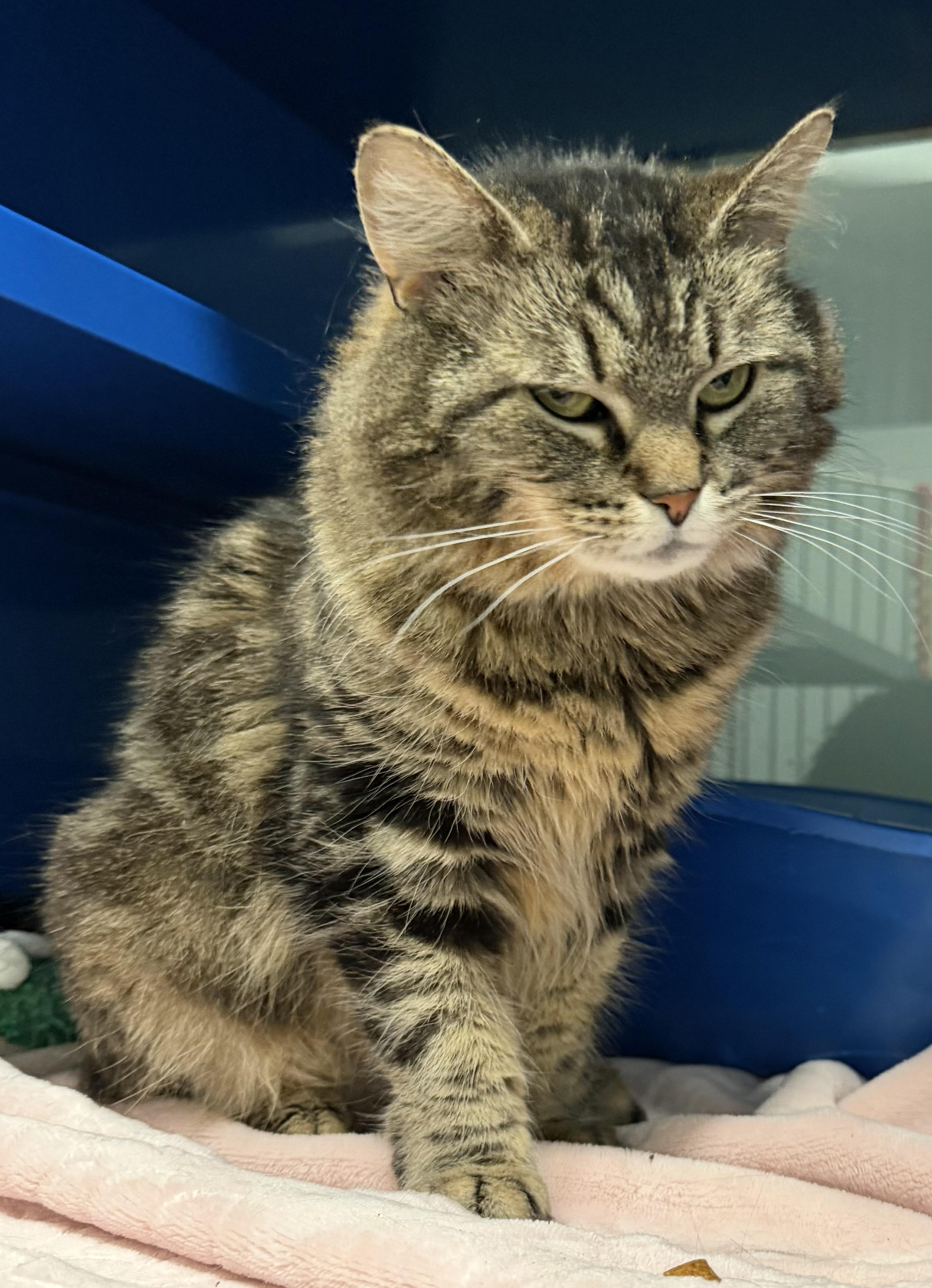 Millie, an adopted Domestic Medium Hair in Sault Sainte Marie, MI image 4/5