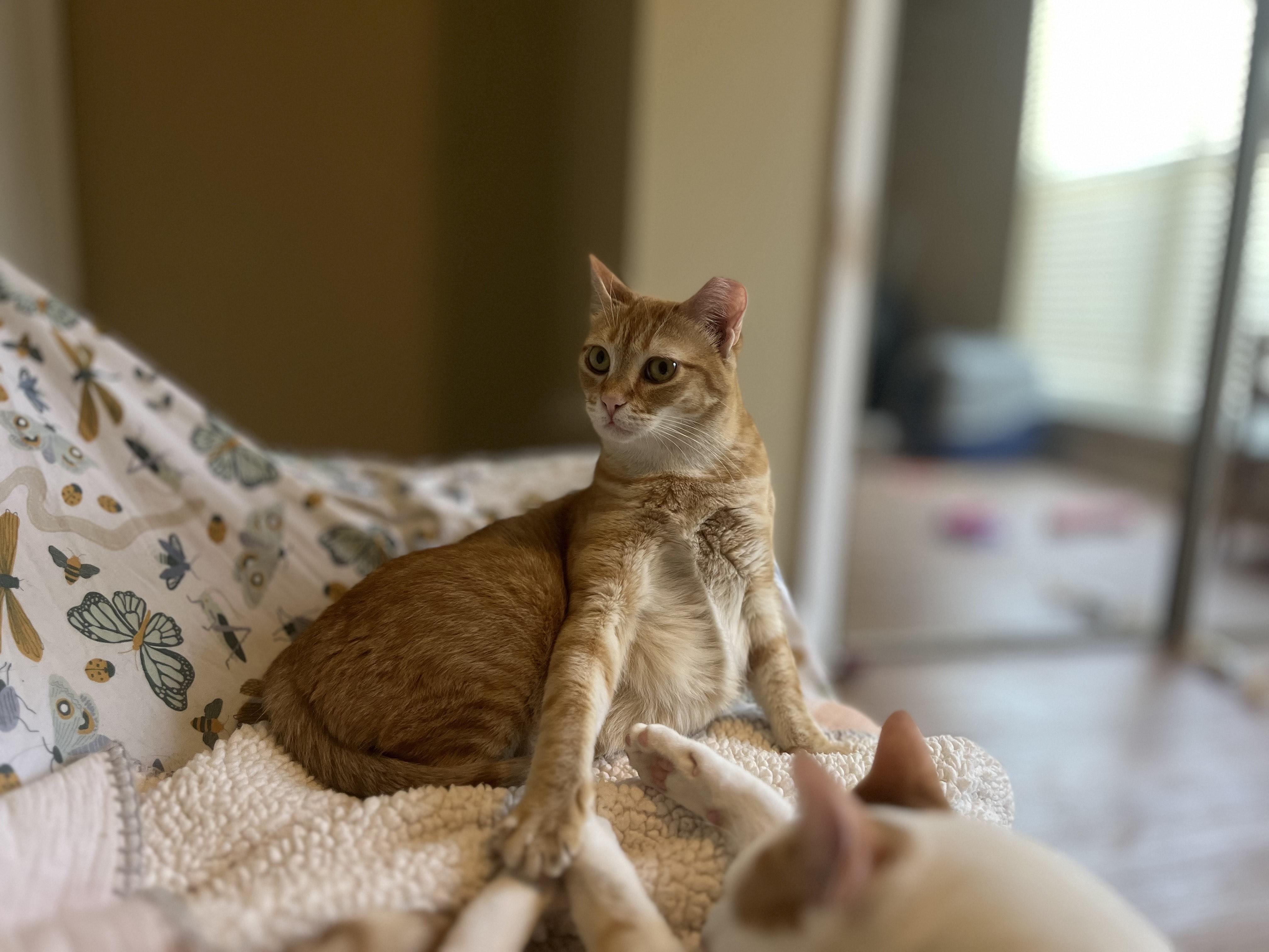Tuna