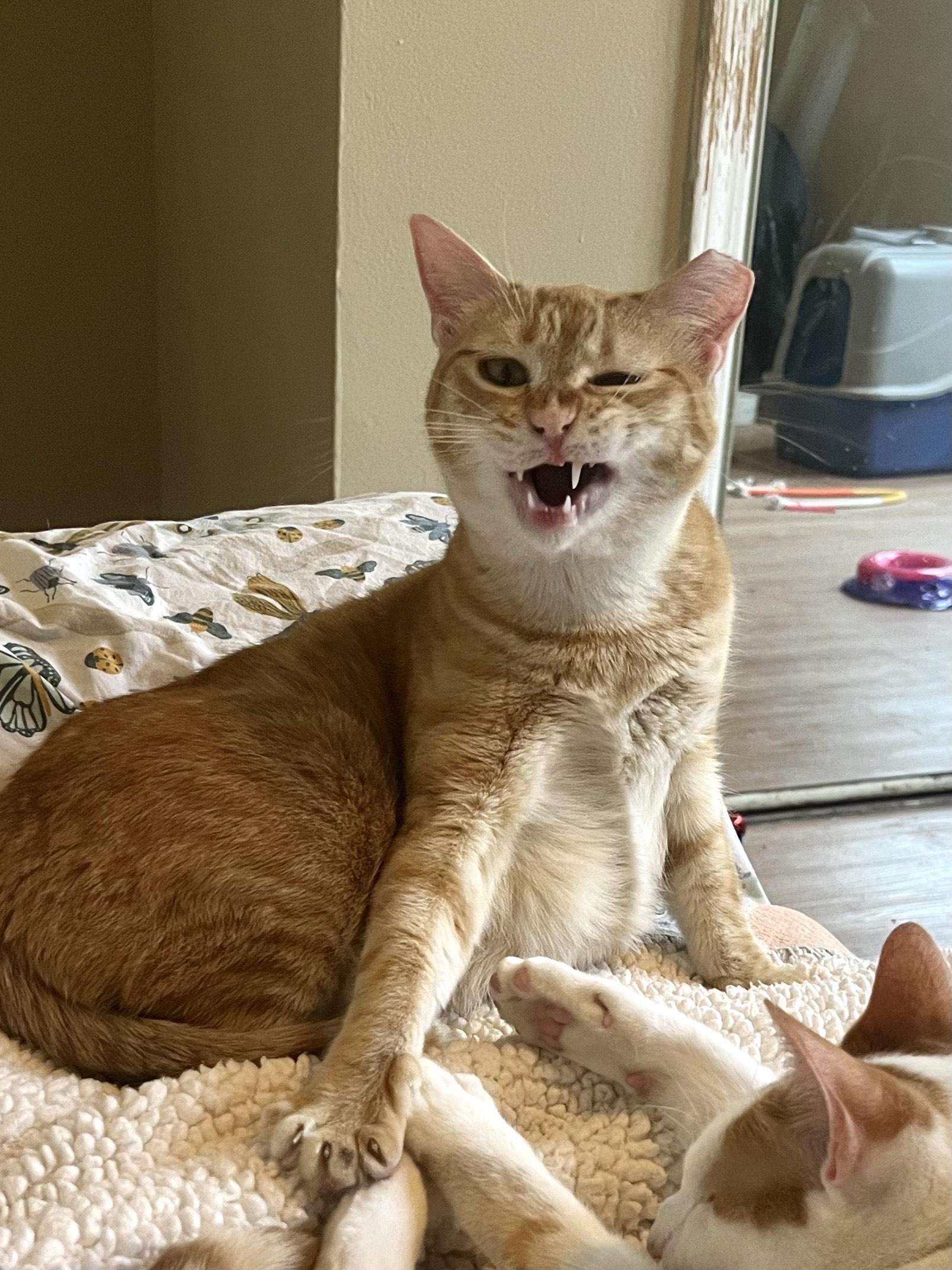 Tuna