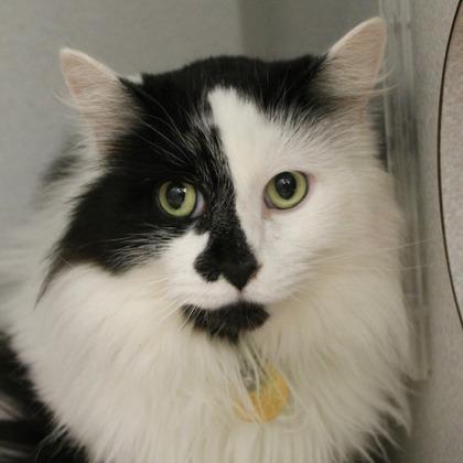 Miney, ADOPTABLE, Adult Male Domestic Long Hair.
