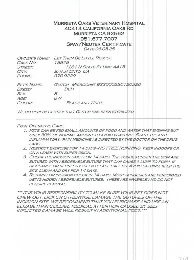 Glitch, Adoptable, Kitten Female Domestic Short Hair.