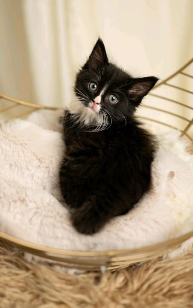 Glitch, Adoptable, Young Female Domestic Short Hair.