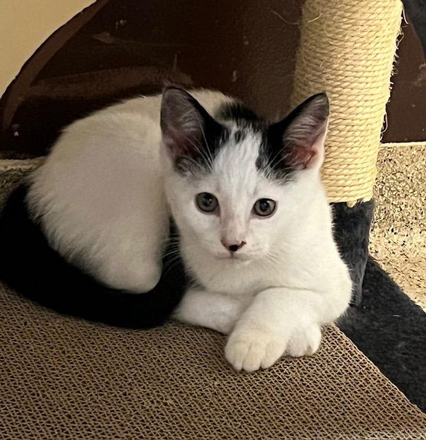 Kitten Ariel, Adopted, Kitten Female Domestic Short Hair.