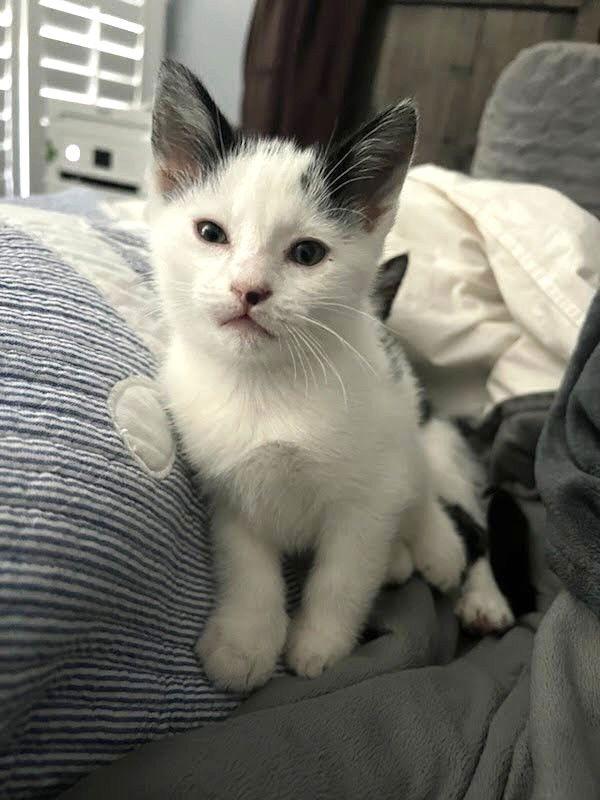 Enlarge Kitten Ariel, a Adopted Domestic Short Hair in Seal Beach, CA image 2/3