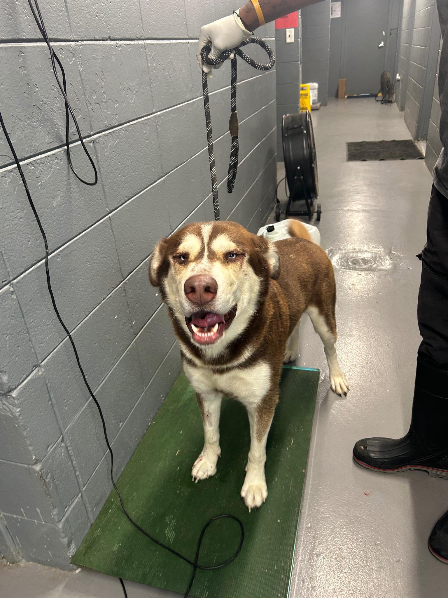 Enlarge Silas #754, a Adopted mixed breed in Prichard, AL image 1/1