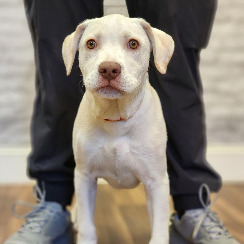Enlarge Bingo, a Adoptable Terrier in Montgomery, AL image 1/3
