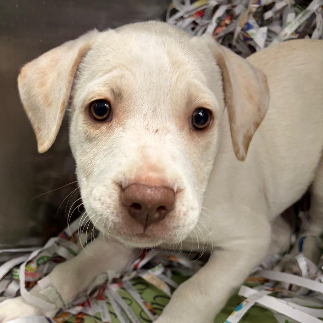 Enlarge Bingo, a Adoptable Terrier in Montgomery, AL image 3/3