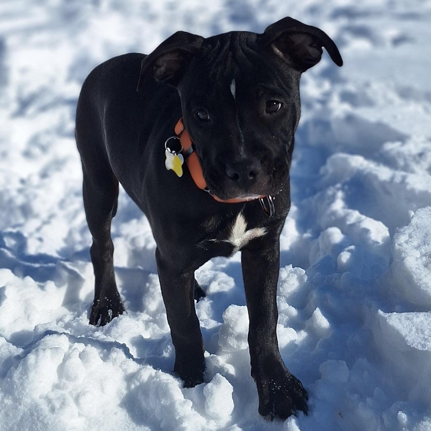 Star, Adoptable, Puppy Female Terrier.